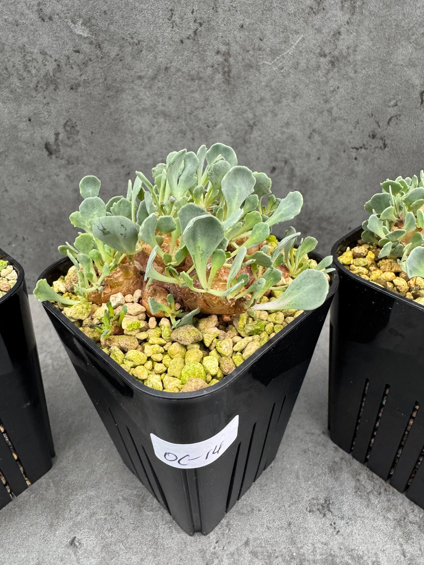 othonna cacalioides - große Pflanzen