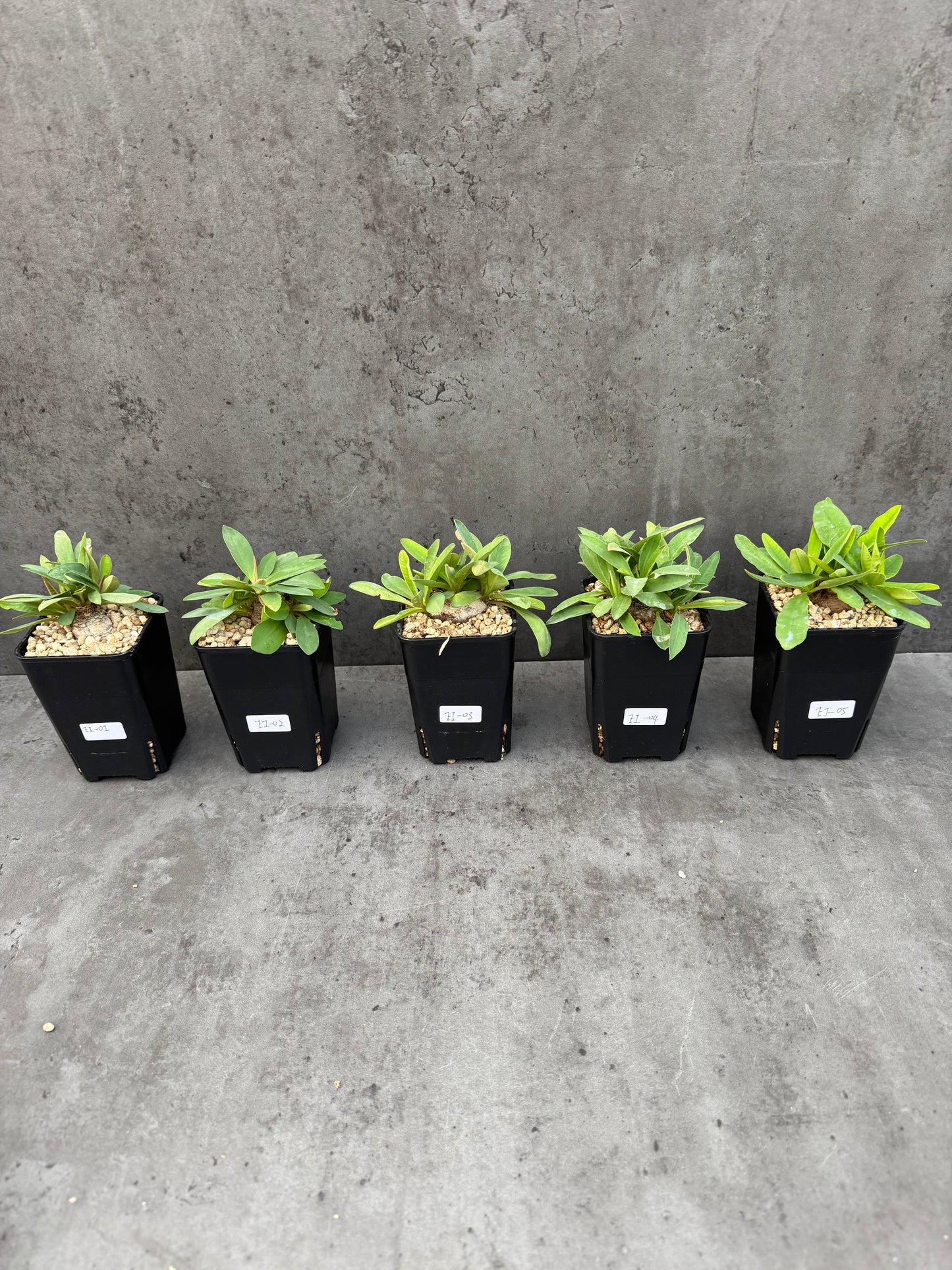 Euphorbia itremensis