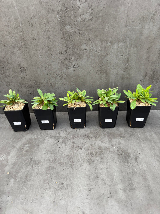 Euphorbia itremensis
