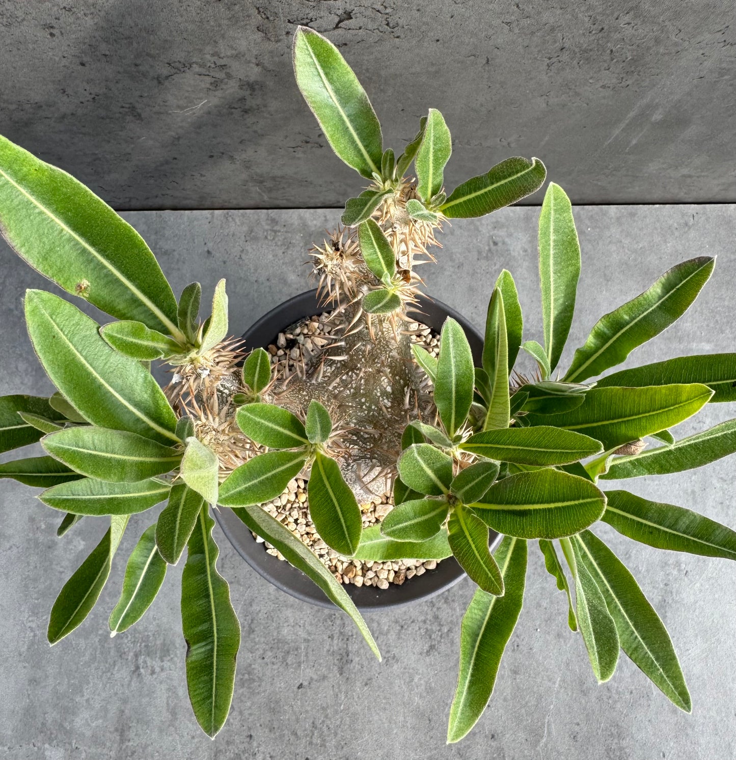 Pachypodium densiflorum große Pflanzen