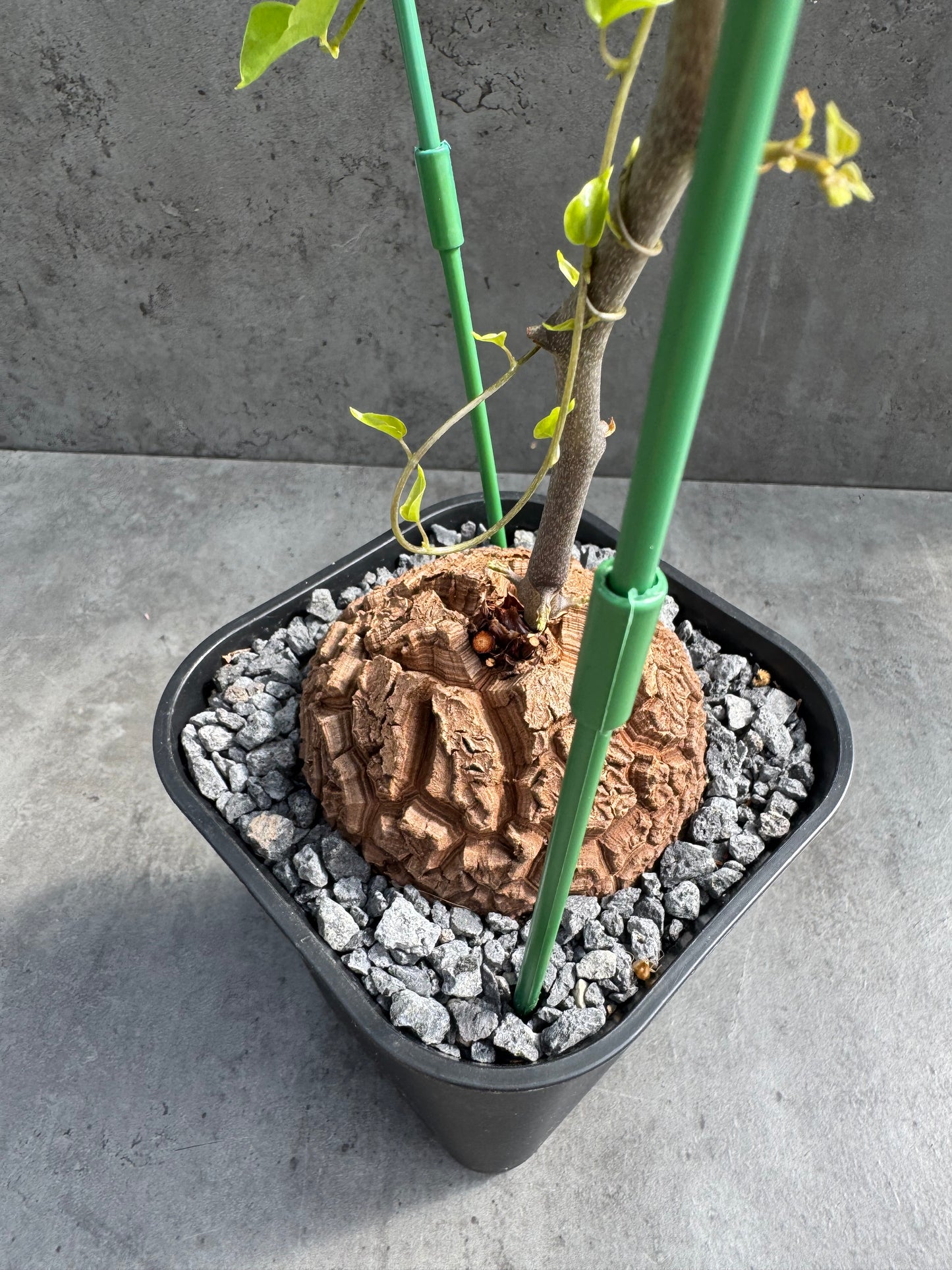 Dioscorea elephantipes – vollständig bewurzeltes Exemplar – Dioe-04