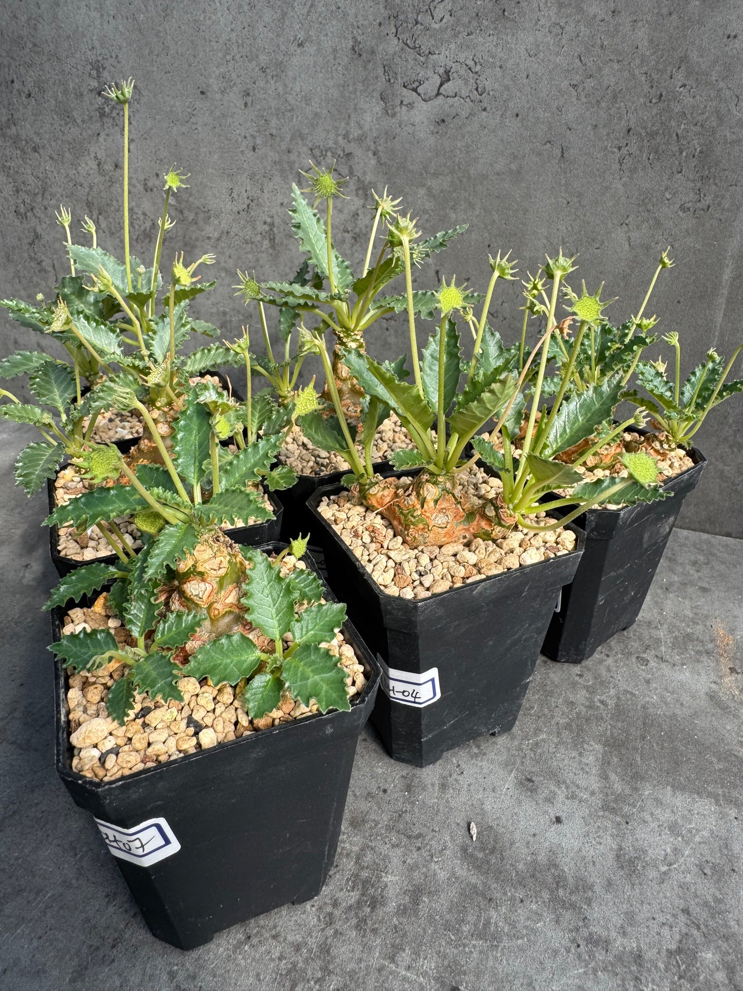 Dorstenia horwoodii