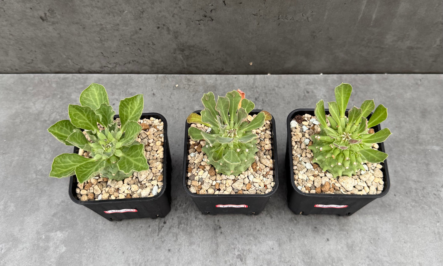Euphorbia neoreflexa