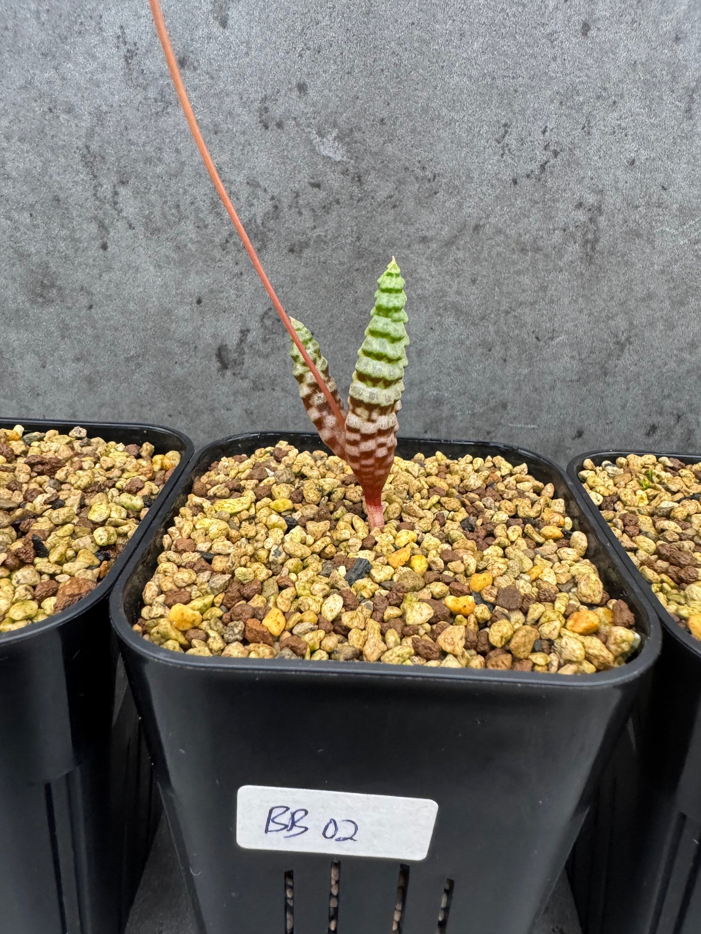 Bubine bruynsii - Rarität aus Namaqualand