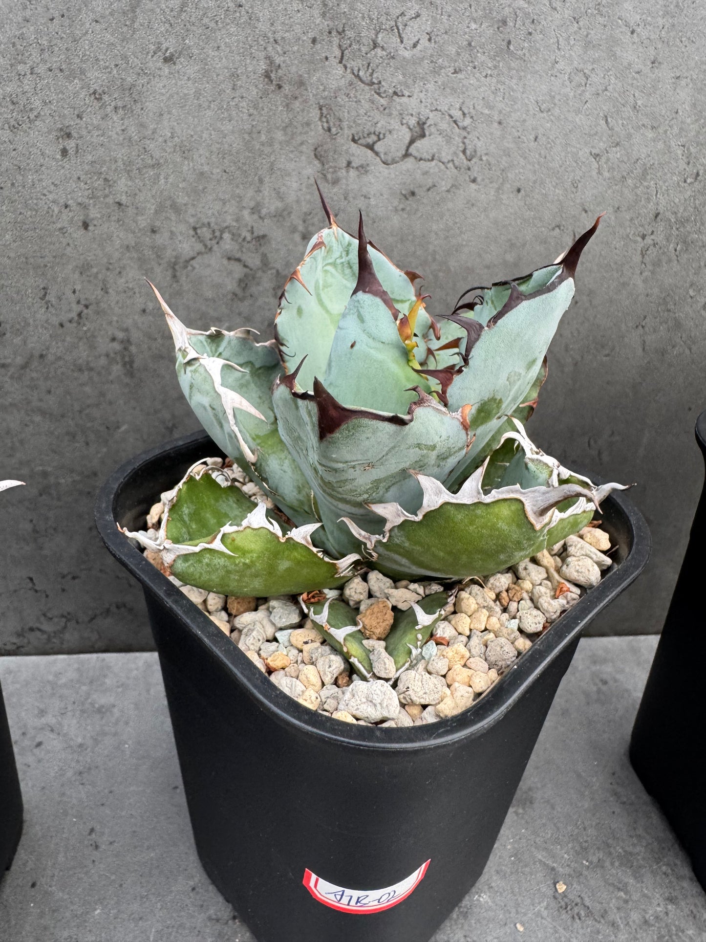 Agave Titanota cv. Black and Blue