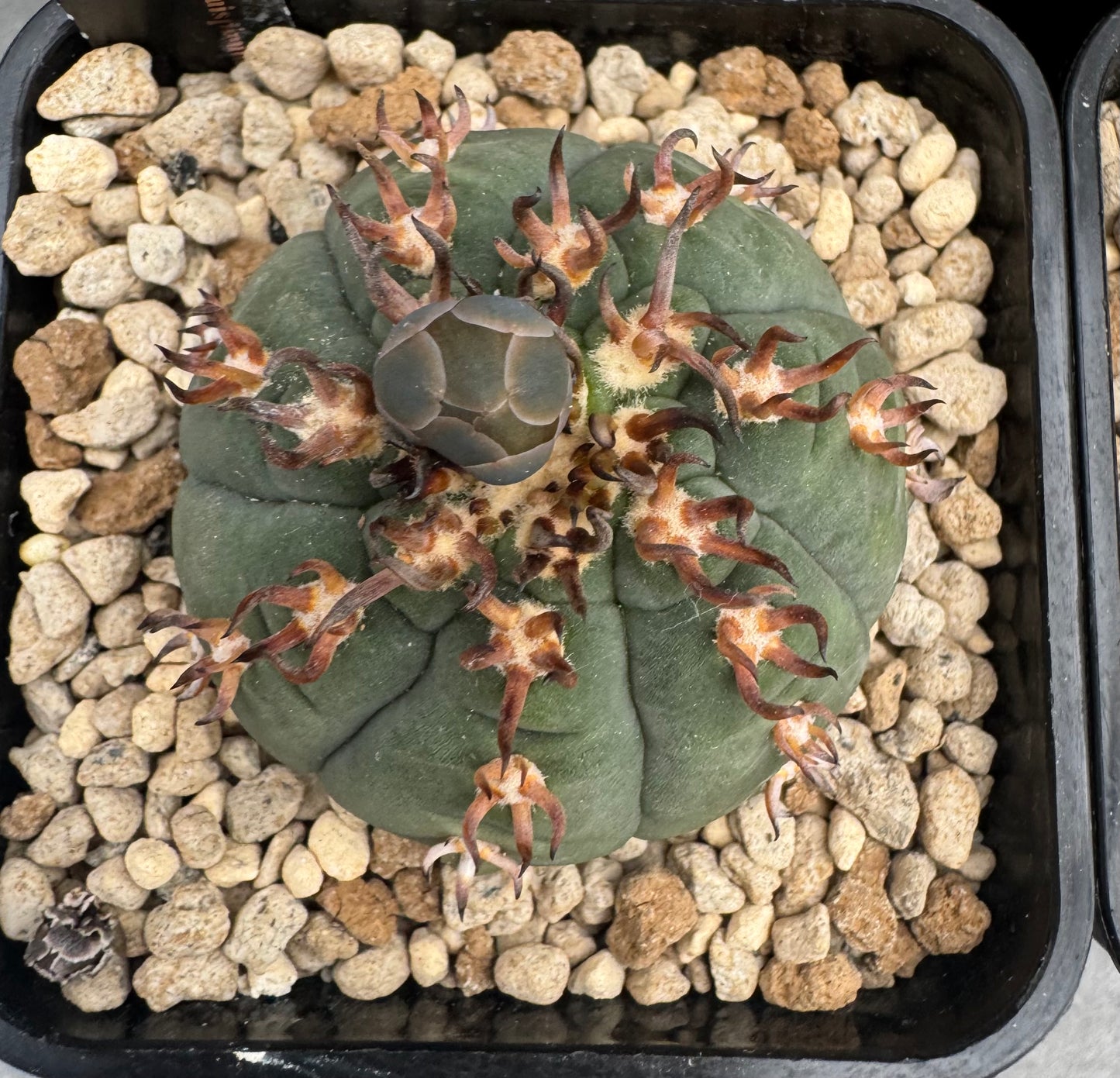 Gymnocalycium spegazzinii v. unguispinum sl 44b