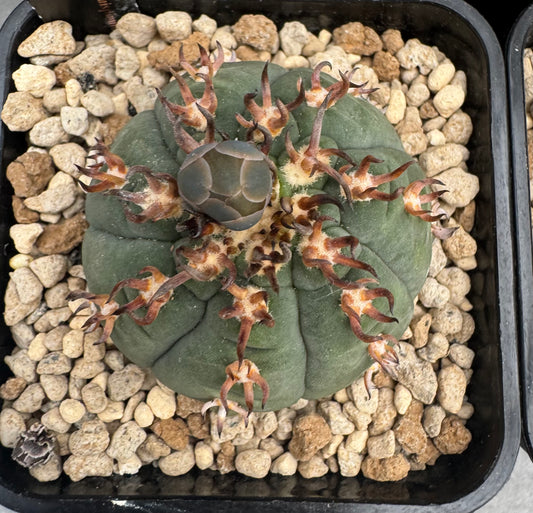 Gymnocalycium spegazzinii v. unguispinum sl 44b