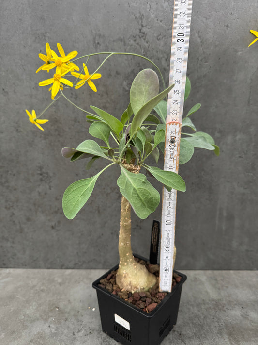 Othonna triplinervia