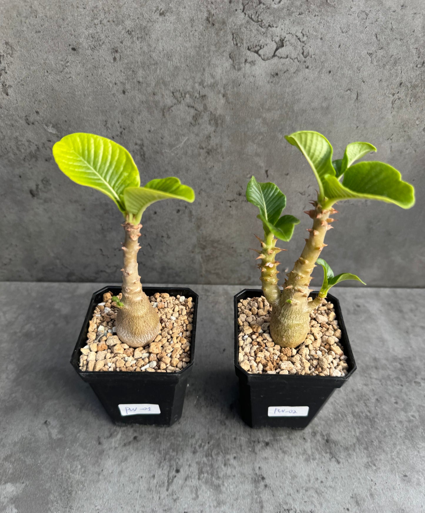 Pachypodium windsorii