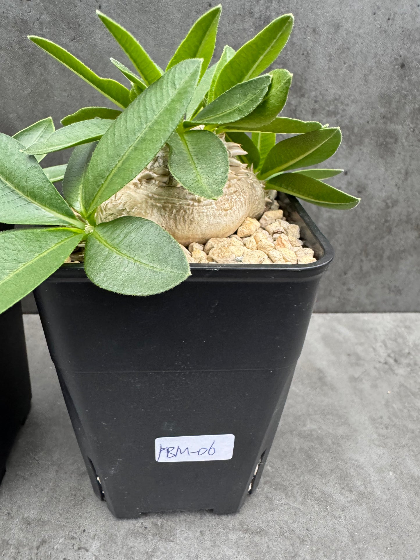 Pachypodium brevicaule - wurzelecht 7cm