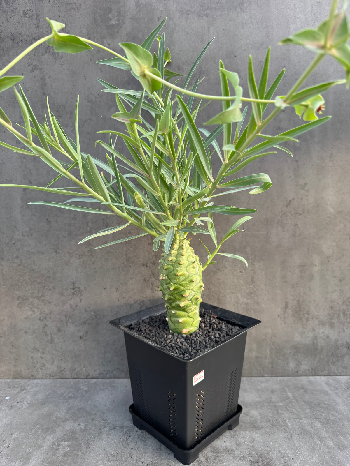Euphorbia monteiroi – Angola Form (XXL - EM-02)