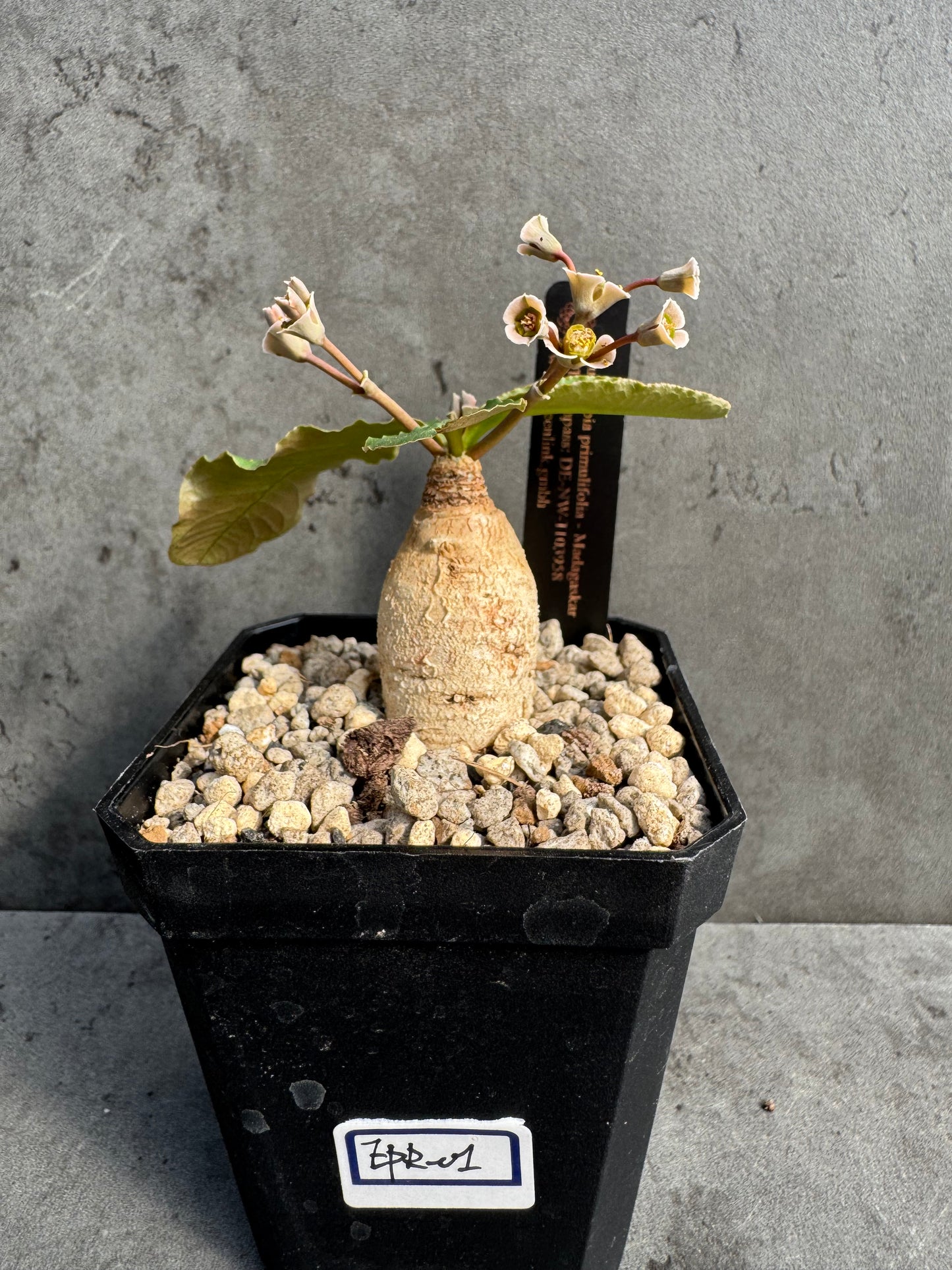 Euphorbia primulifolia