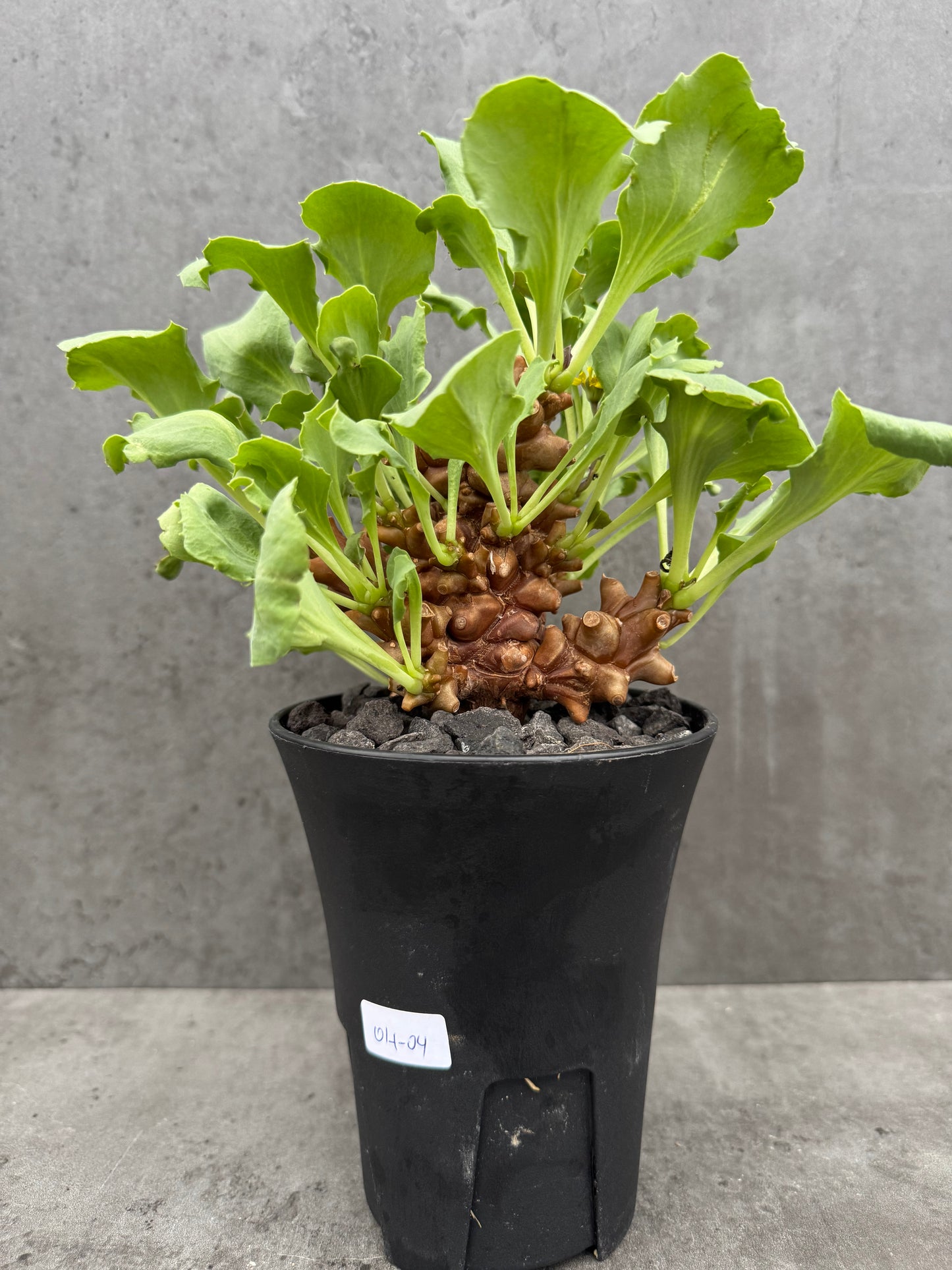 Othonna herrei - große Pflanzen