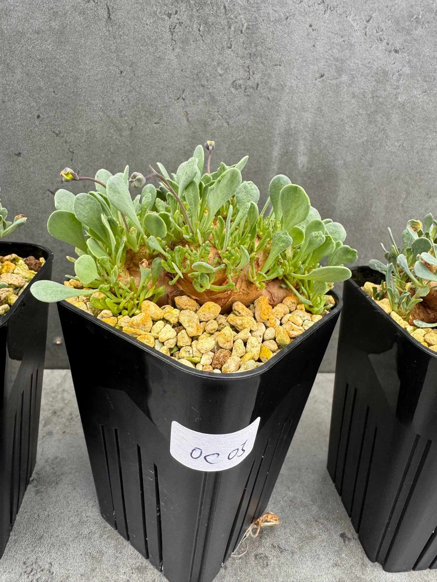 othonna cacalioides - große Pflanzen