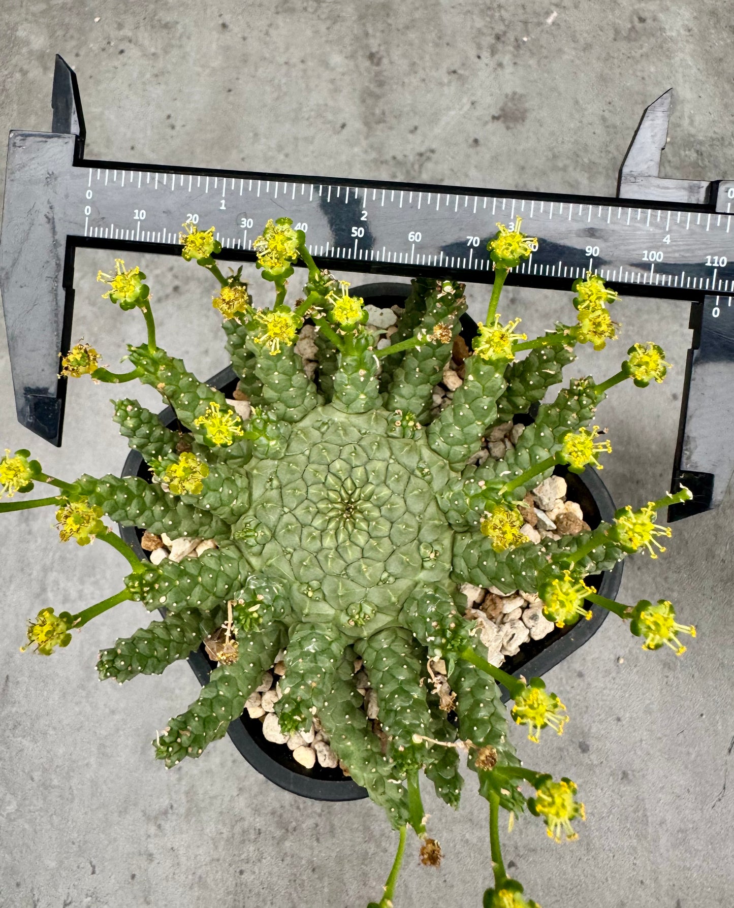 Euphorbia gorgonis