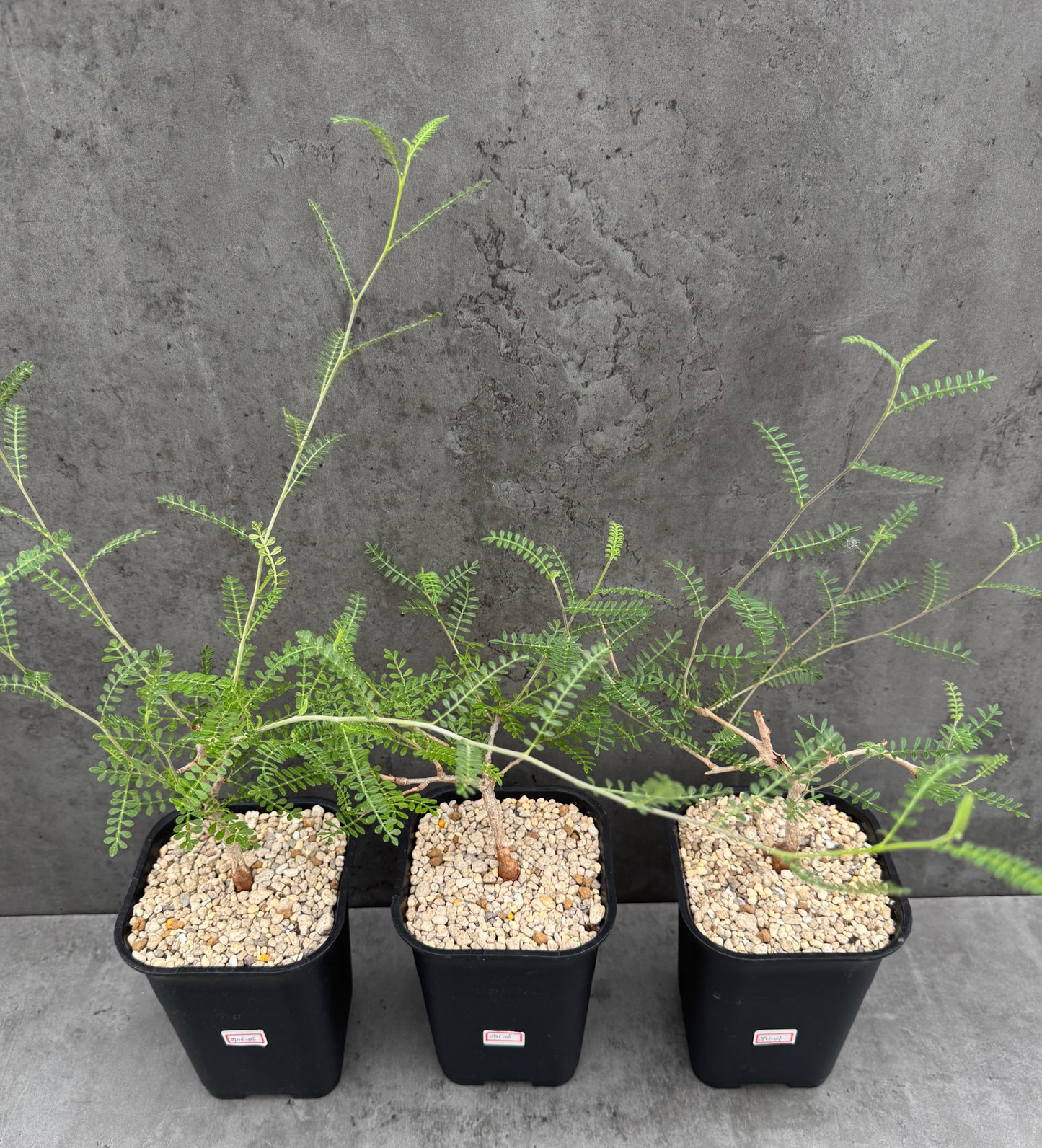 Operculicarya hyphaenoides -Rarität