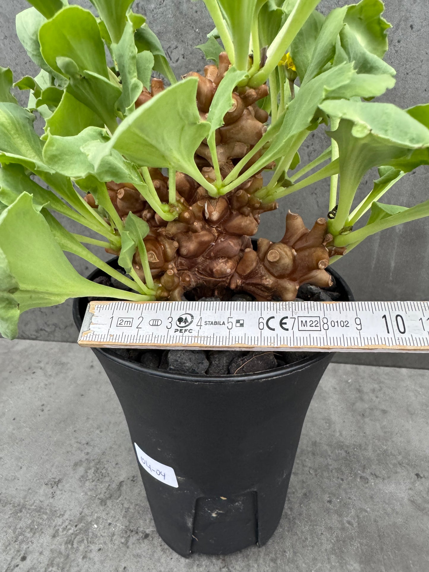 Othonna herrei - große Pflanzen