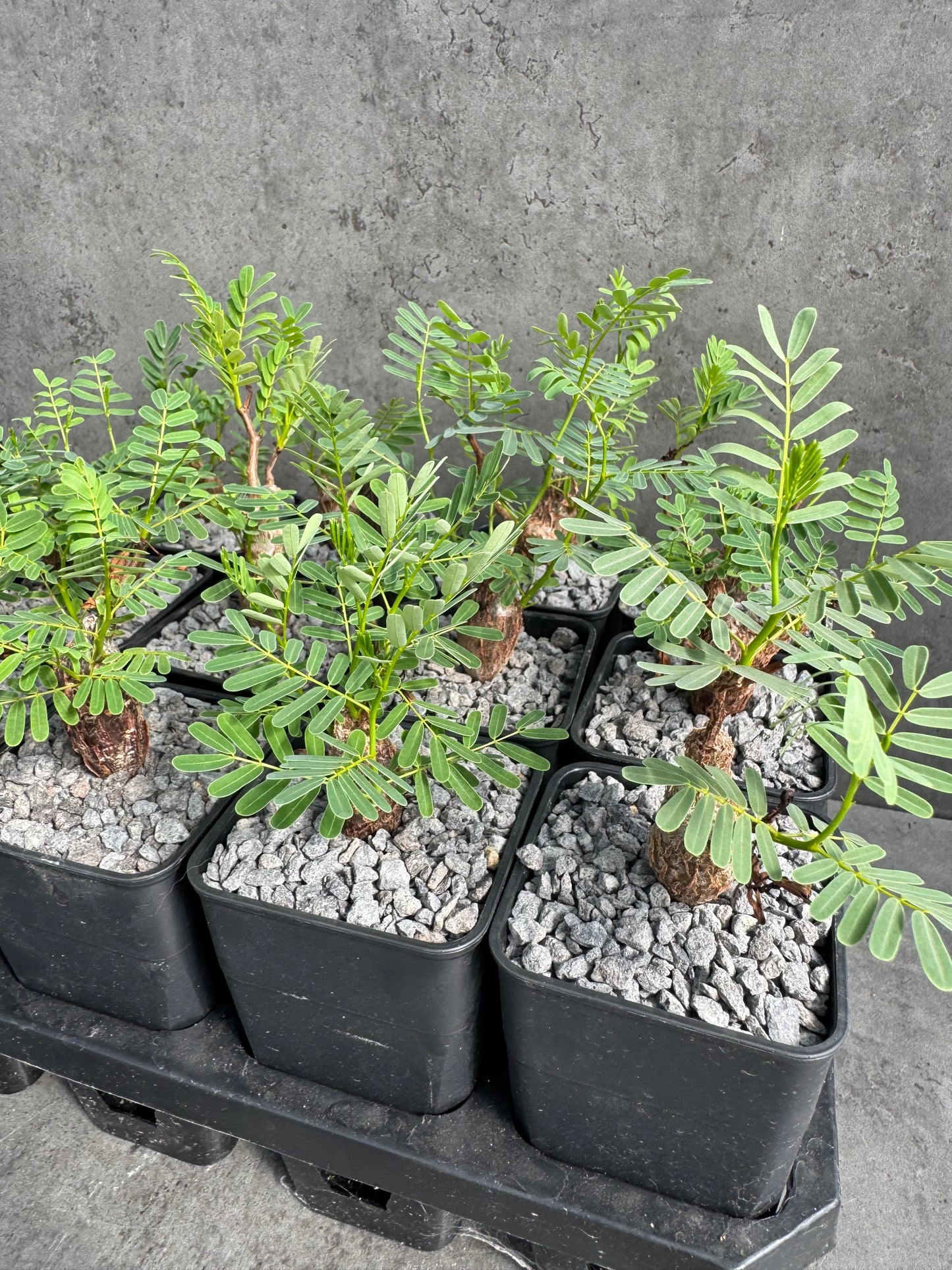 Senna meridionalis