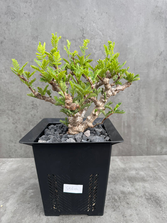 Senna meridionalis - ein exklusives Exemplar!