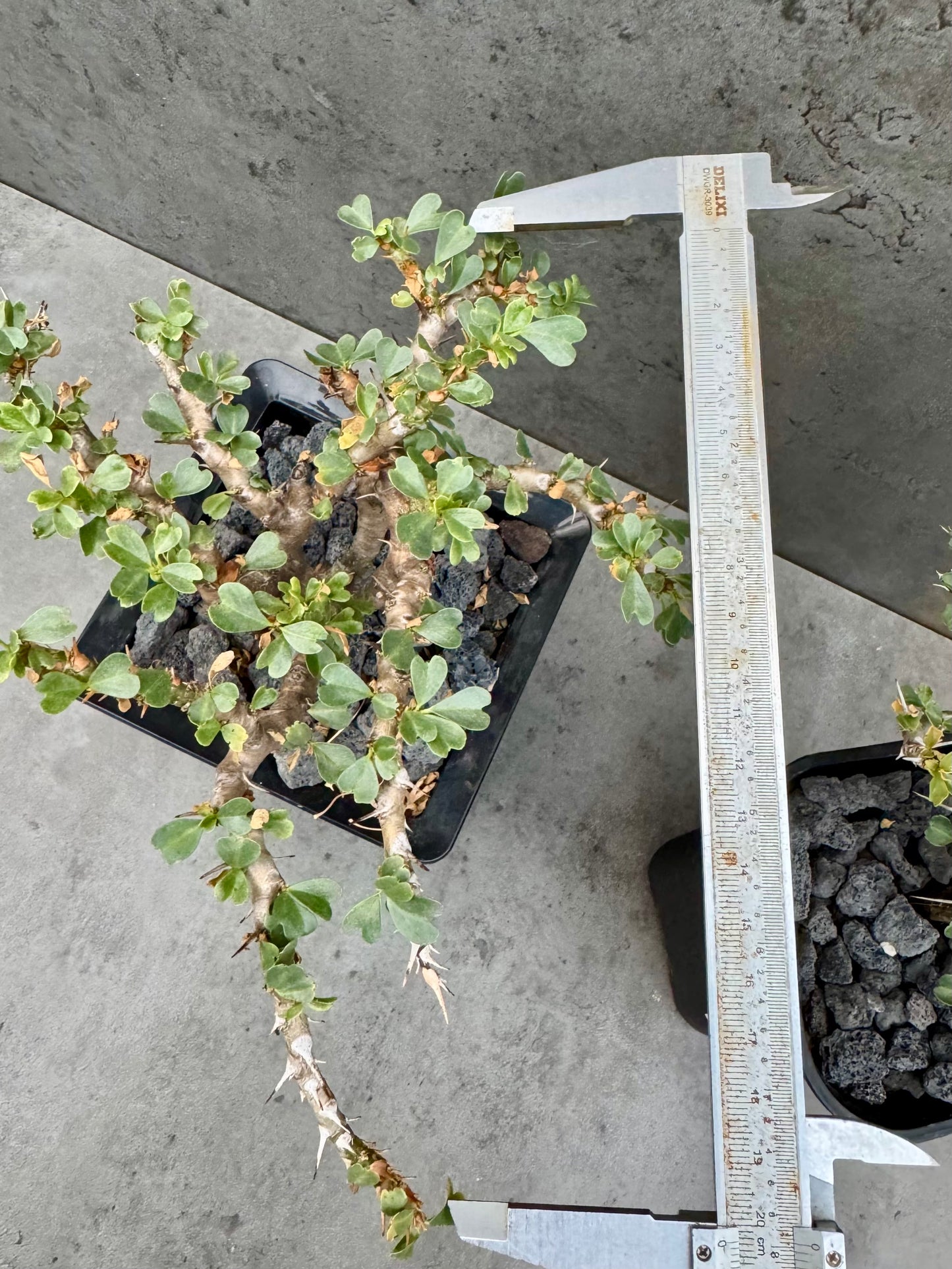 Sarcocaulon vanderietiae