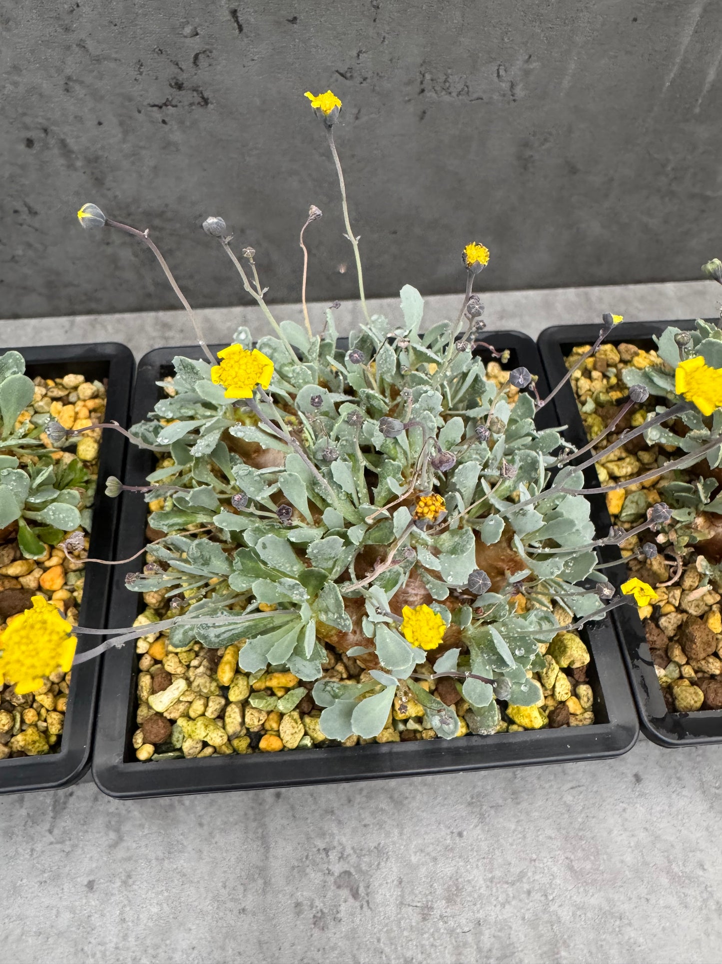 Othonna cacalioides - XXL Exemplar