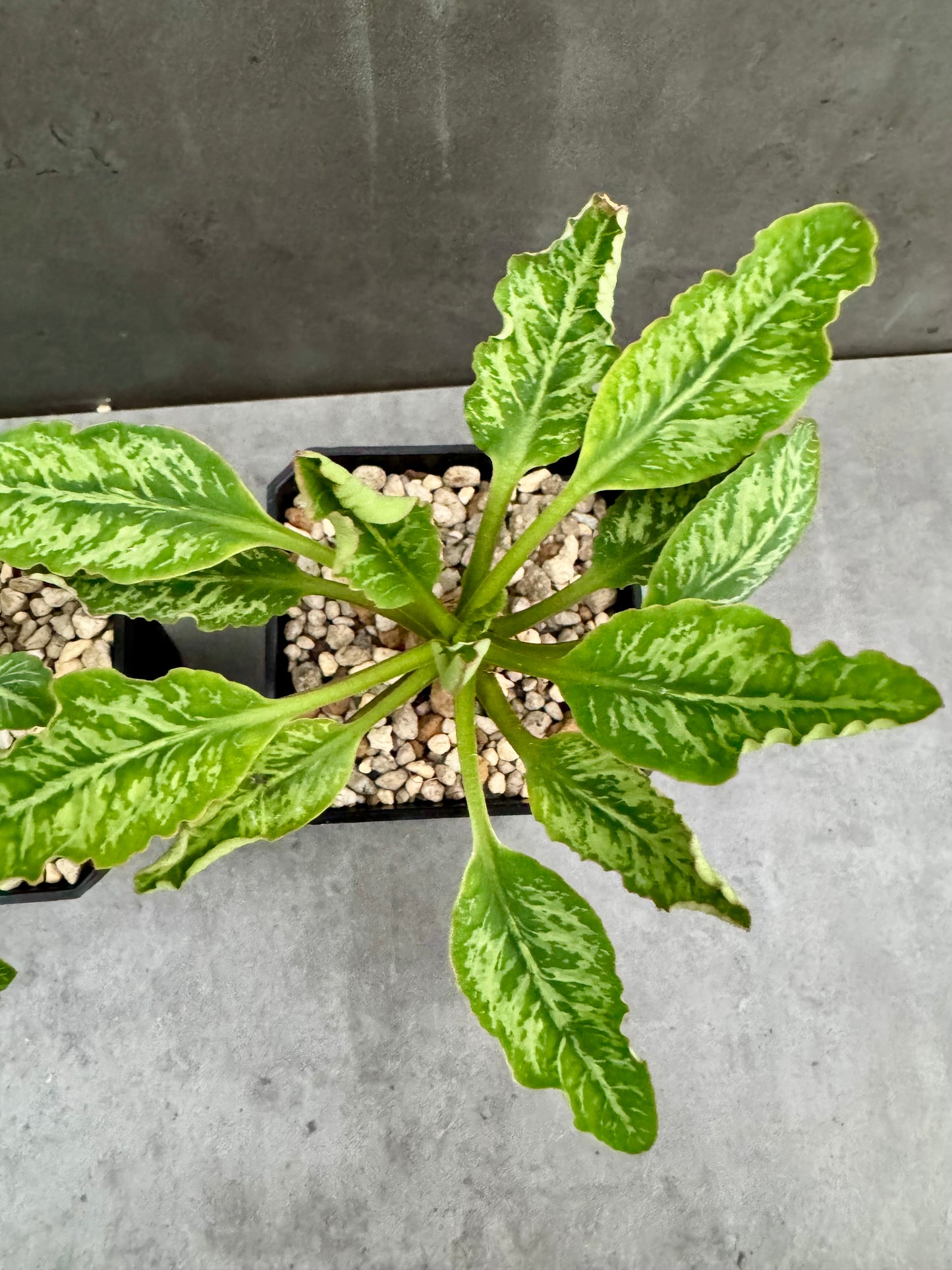 Euphorbia Spannringii fishbone
