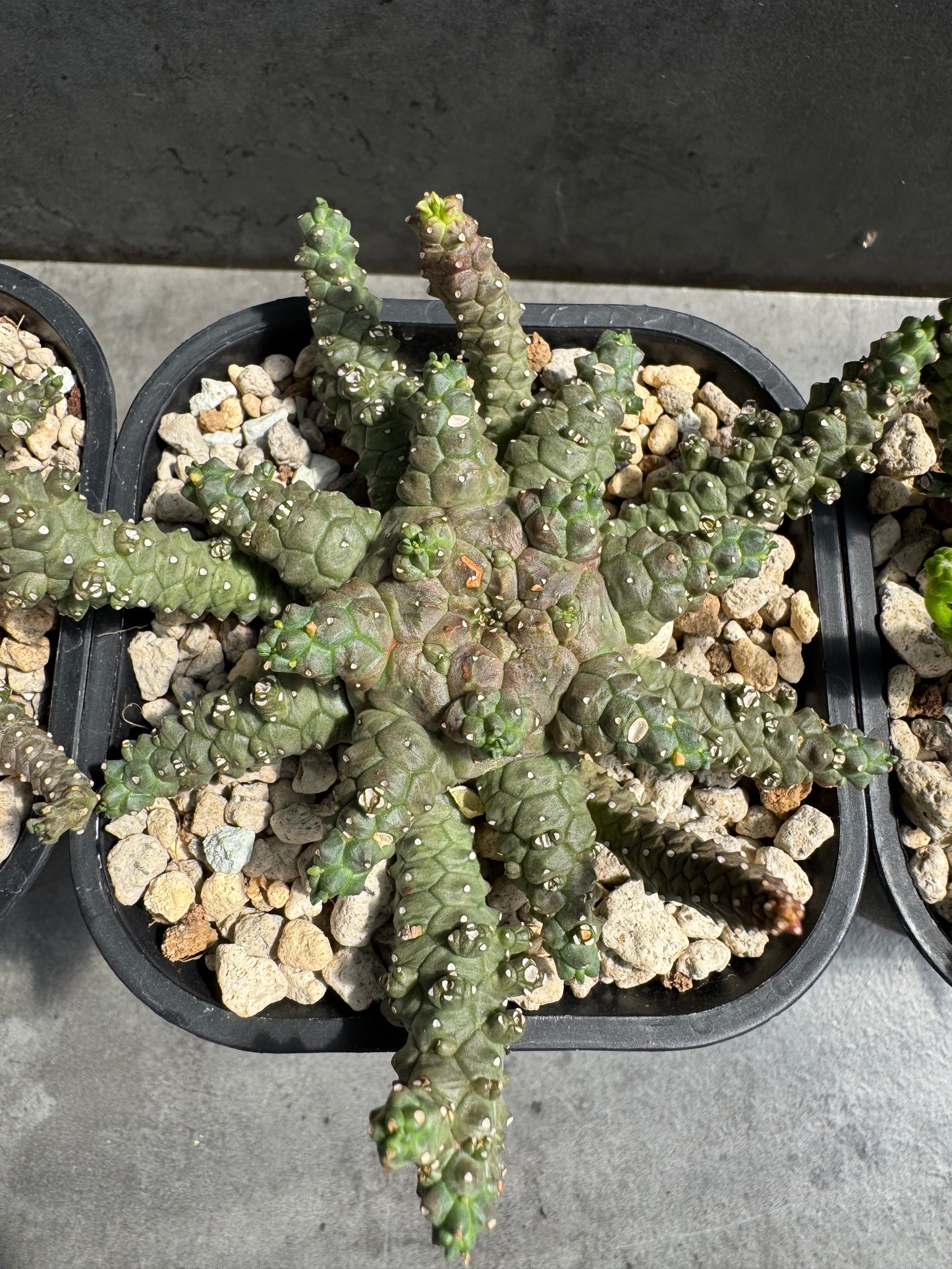 Euphorbia brevirama