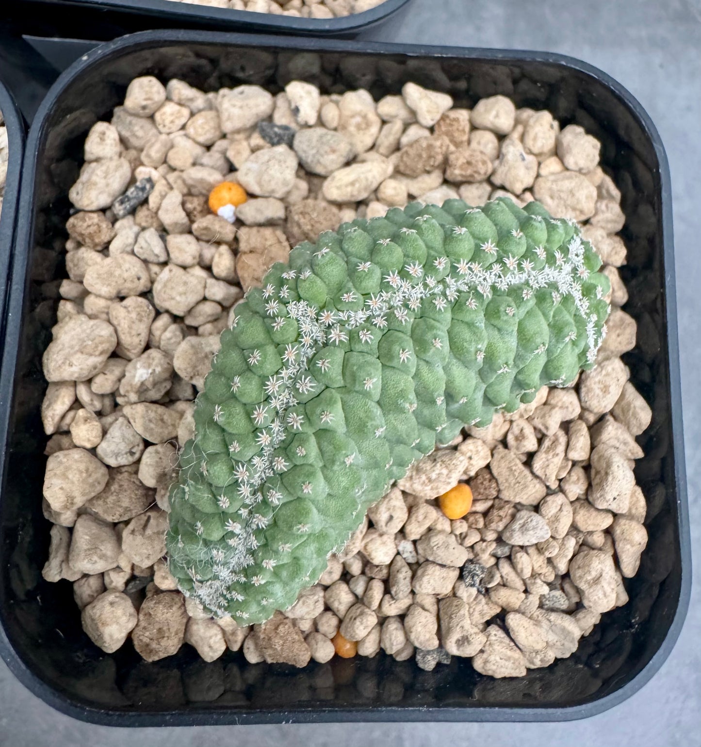 strombocactus disciformis f cristata