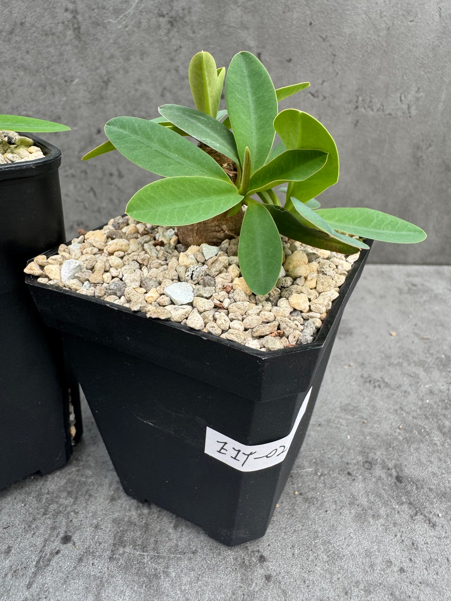 Euphorbia itremensis