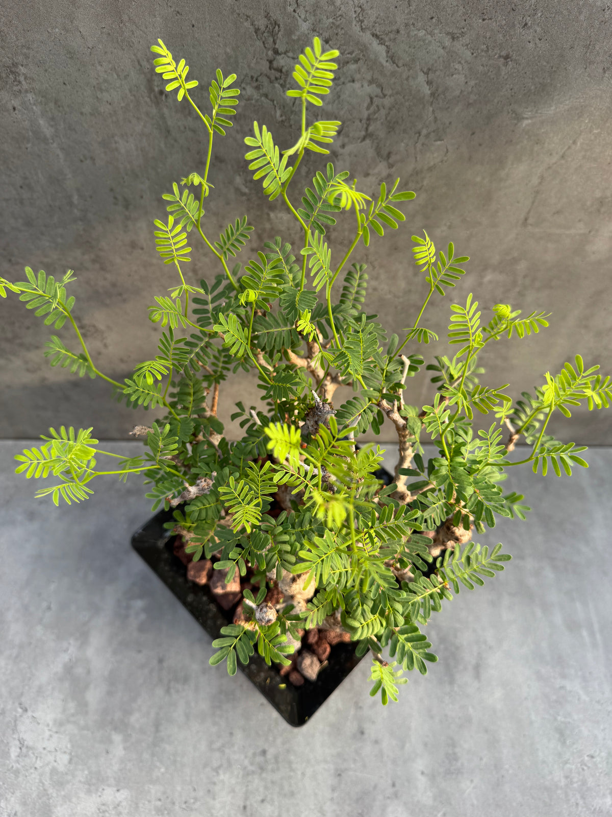 Senna meridionalis - ein exklusives Exemplar! (XL-04)