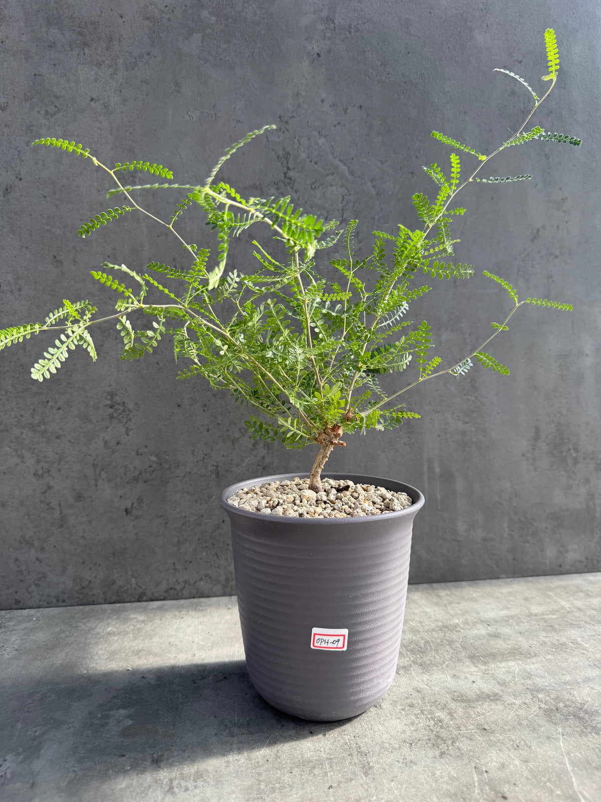 Operculicarya hyphaenoides XL-Exemplare -Rarität