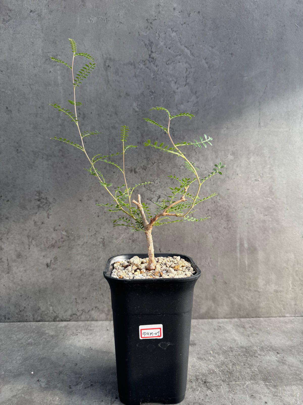 Operculicarya hyphaenoides - mittlere Größe