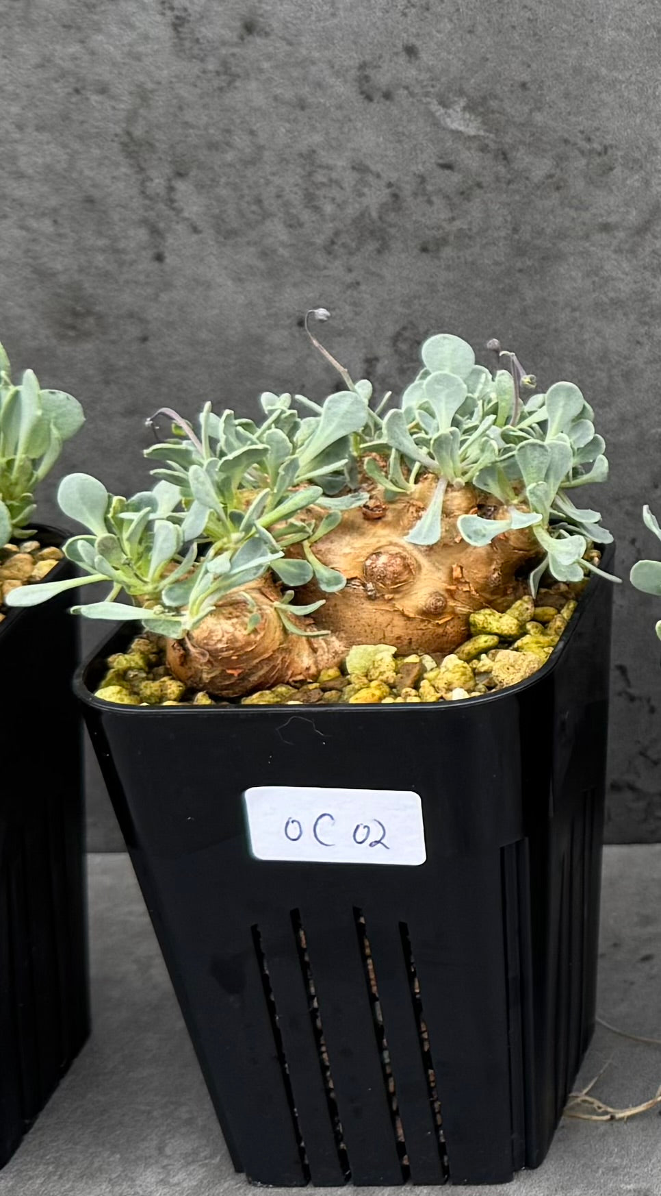 othonna cacalioides - große Pflanzen