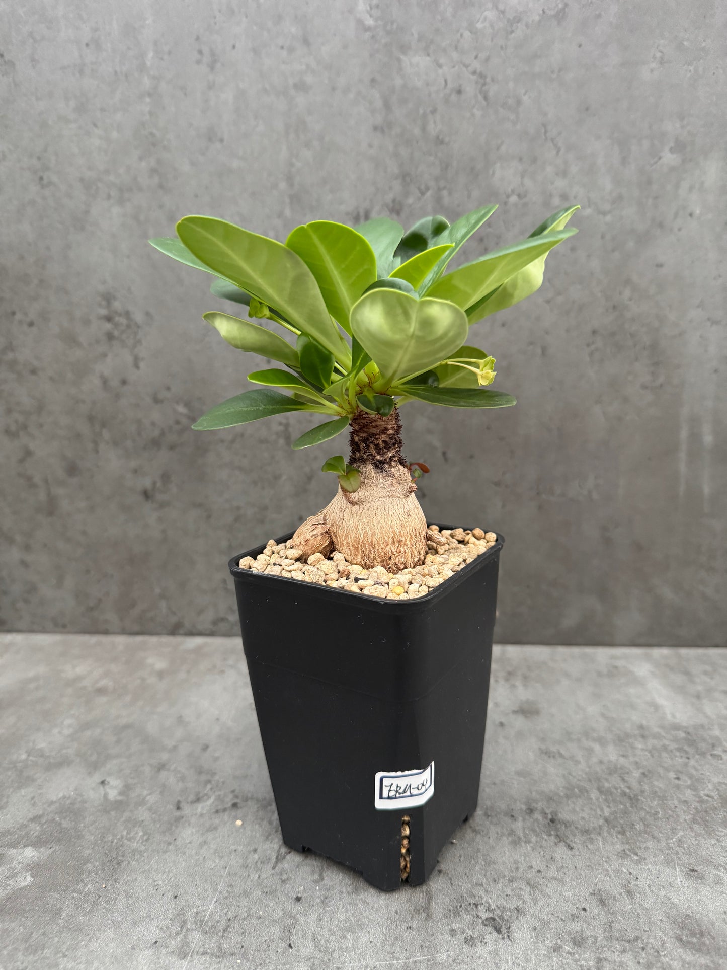Euphorbia ramena - Riesenpflanzen