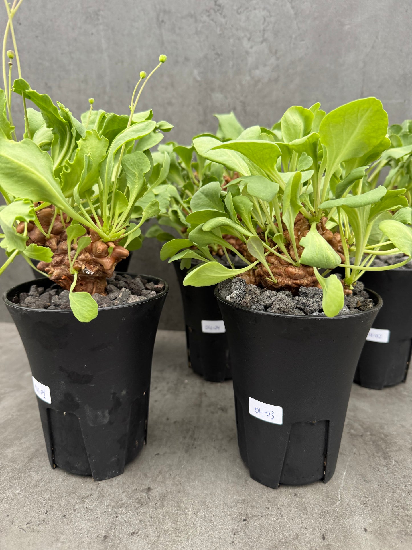 Othonna herrei - große Pflanzen