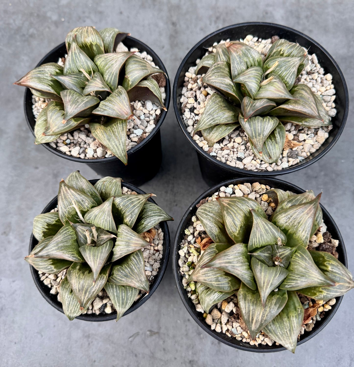 Haworthia mirabilis v. badia
