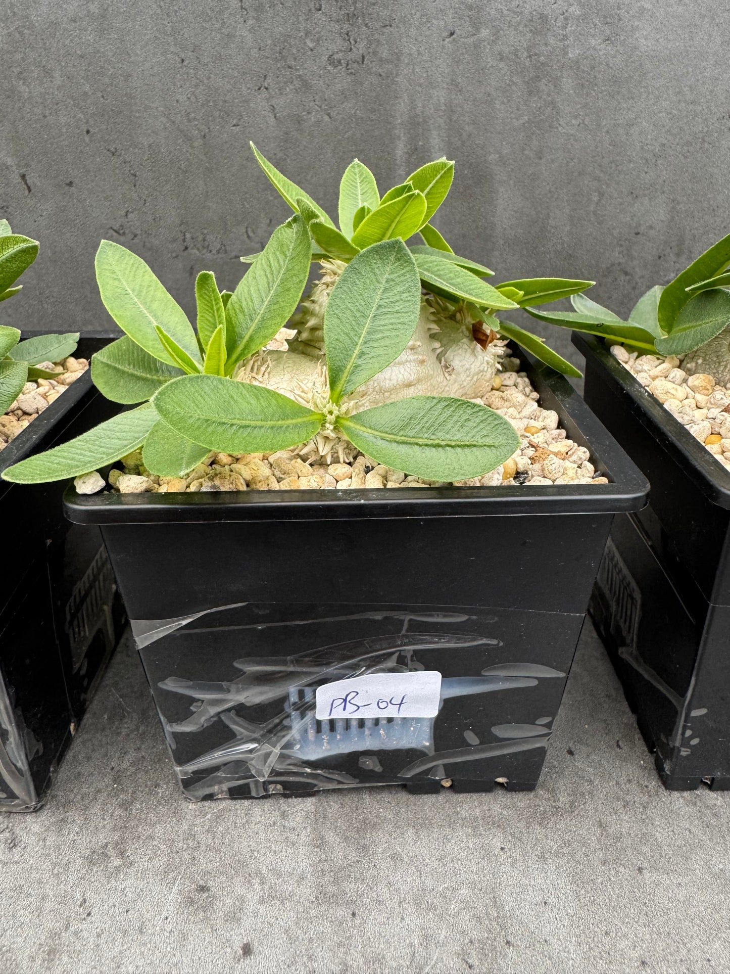 Pachypodium brevicaule großes Exemplar - wurzelecht