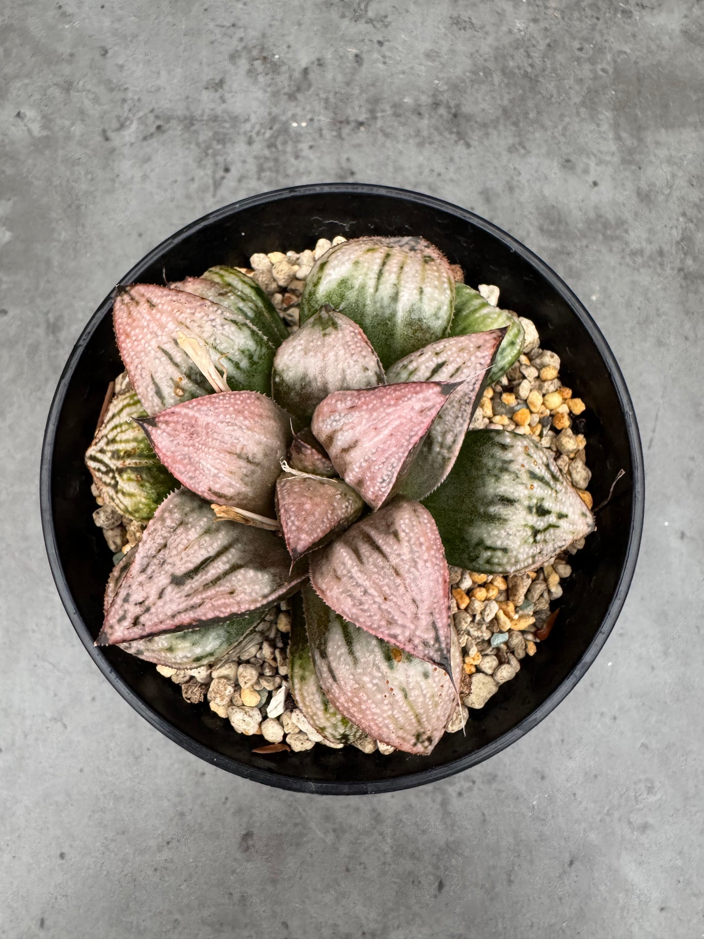 Haworthia splendens ‚Princess Kazunomiya‘