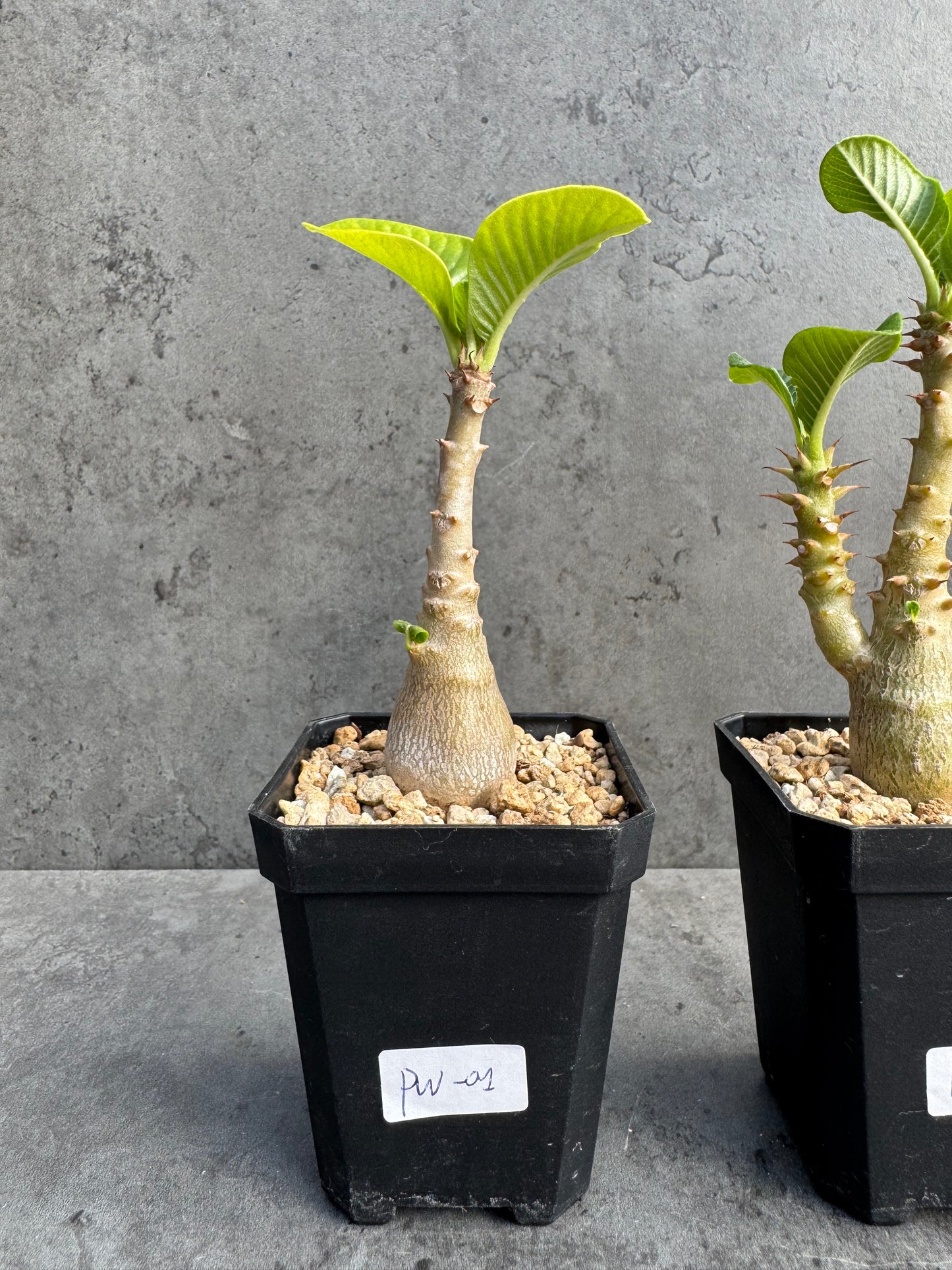 Pachypodium windsorii