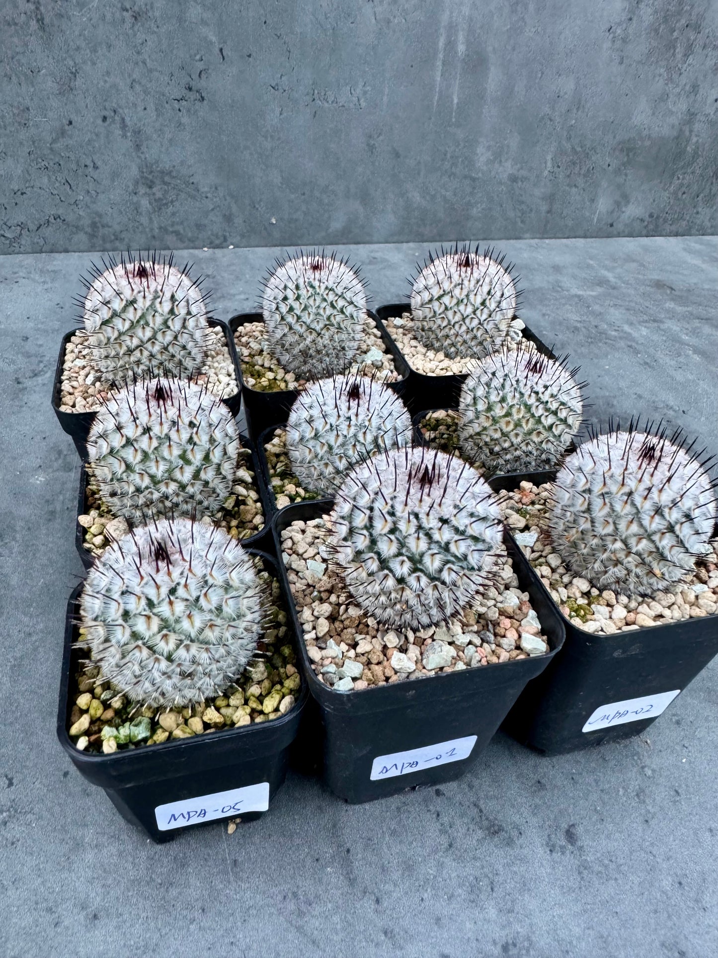 Mammillaria perezdelarosae subsp. andersonii