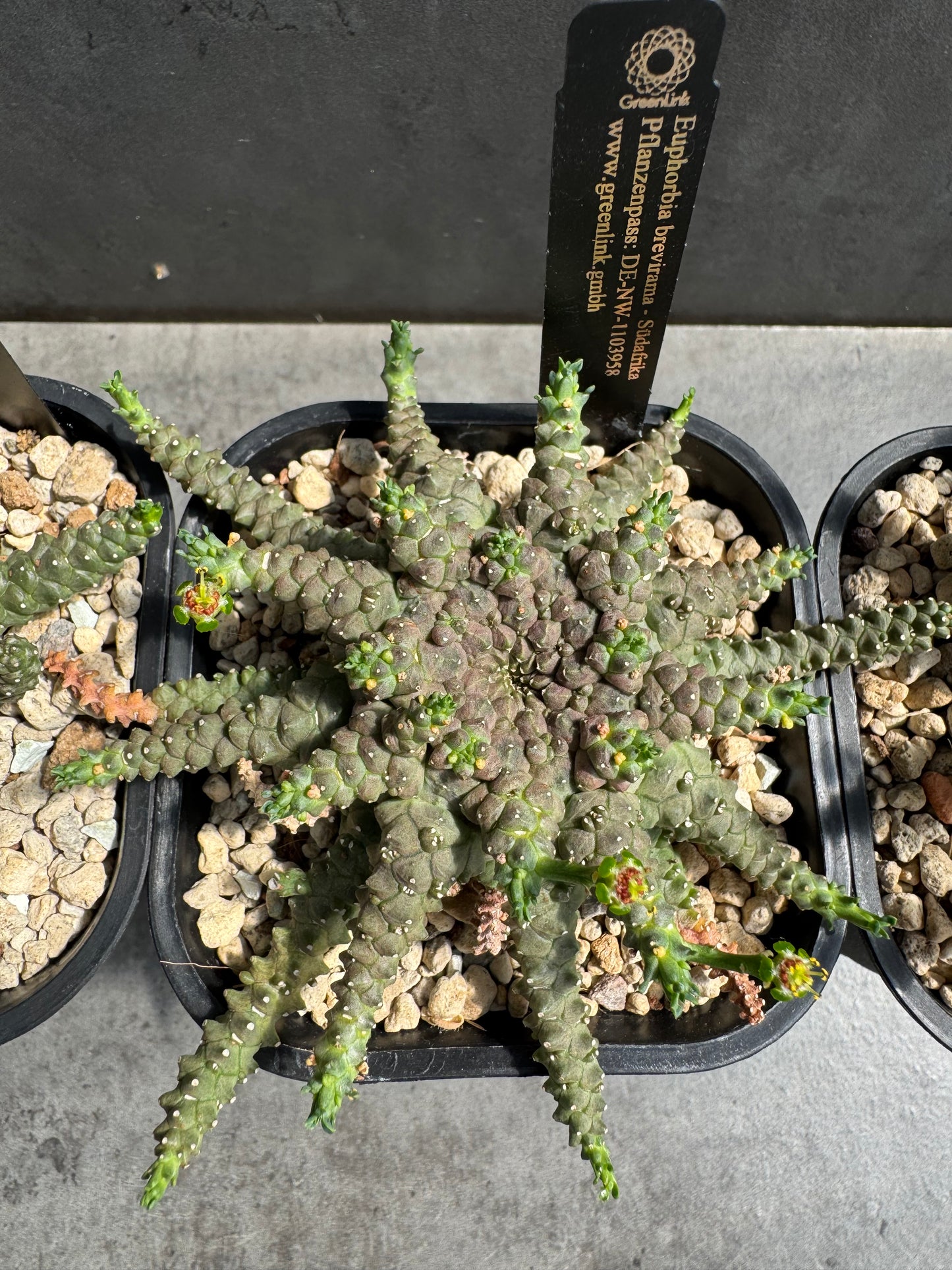 Euphorbia brevirama