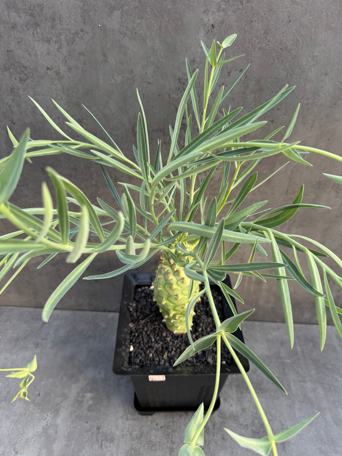 Euphorbia monteiroi – Angola Form (XXL - EM-01)