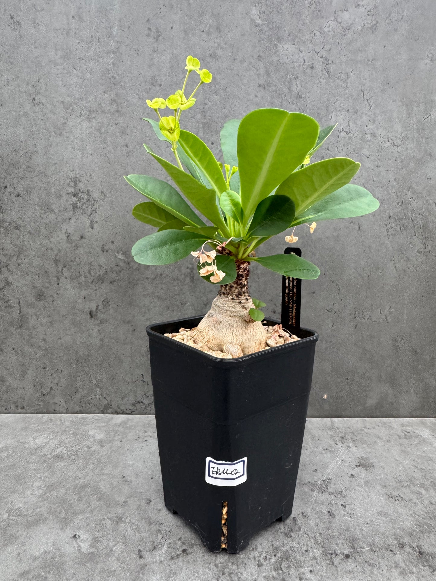 Euphorbia ramena - Riesenpflanzen