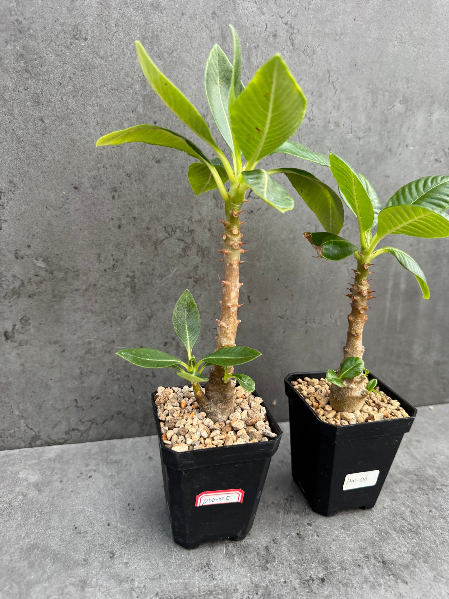 Pachypodium windsorii