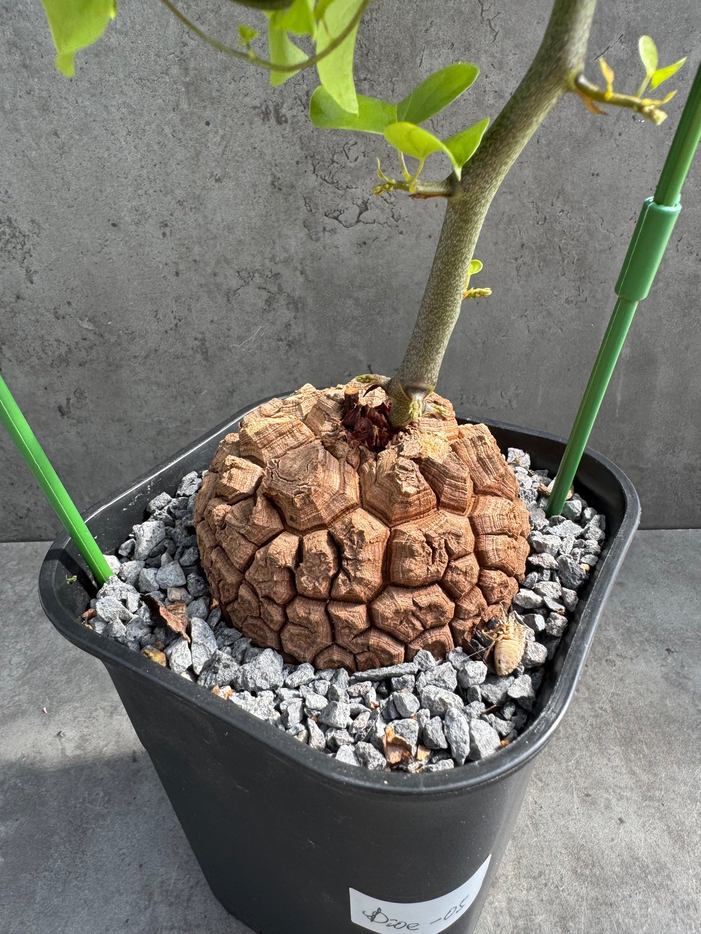 Dioscorea elephantipes – vollständig bewurzeltes Exemplar – Dioe-05