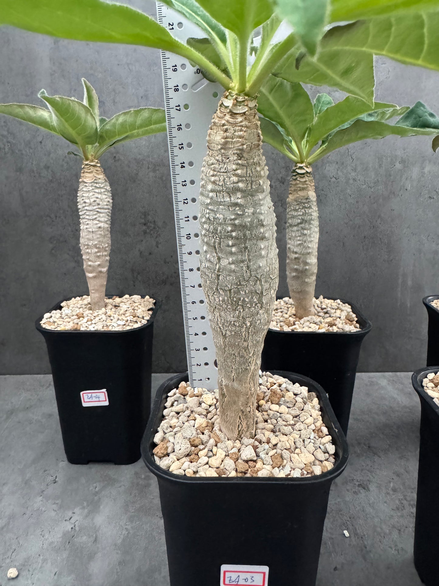 Euphorbia Ankarensis - Große Exemplare