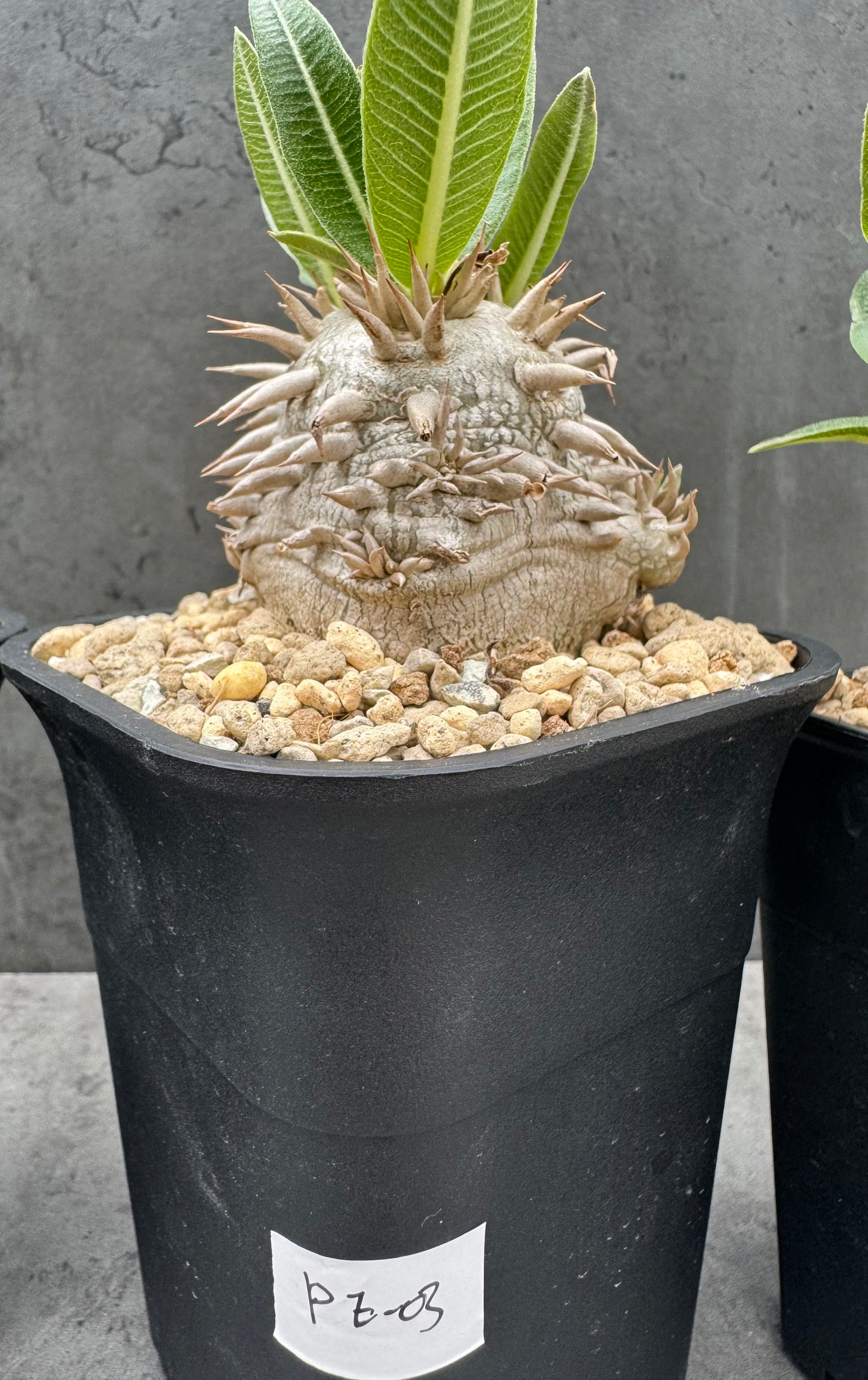 Pachypodium eburneum