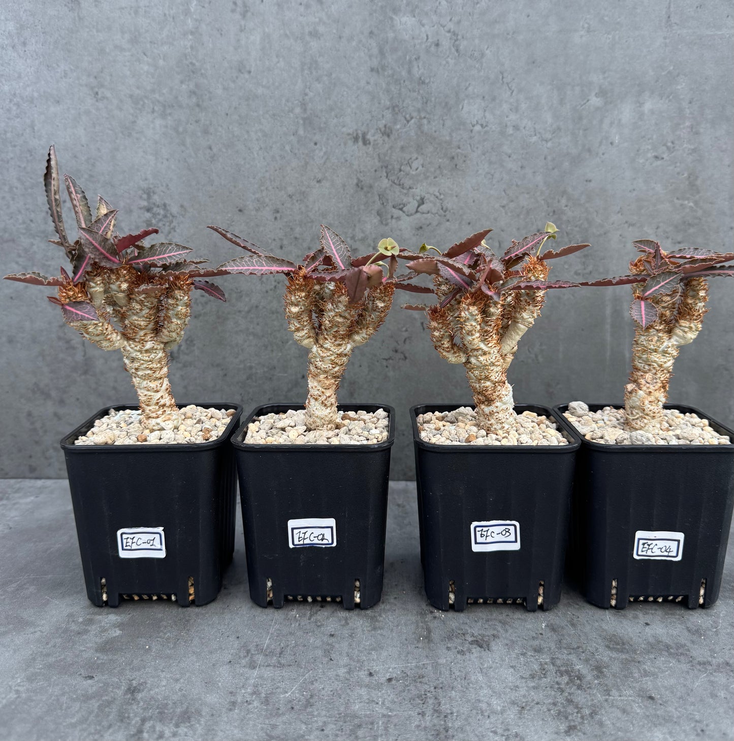 Euphorbia francoisii var. crassicaulis 'Rubrifolia' – robust kultiviert in rein mineralischem Substrat.