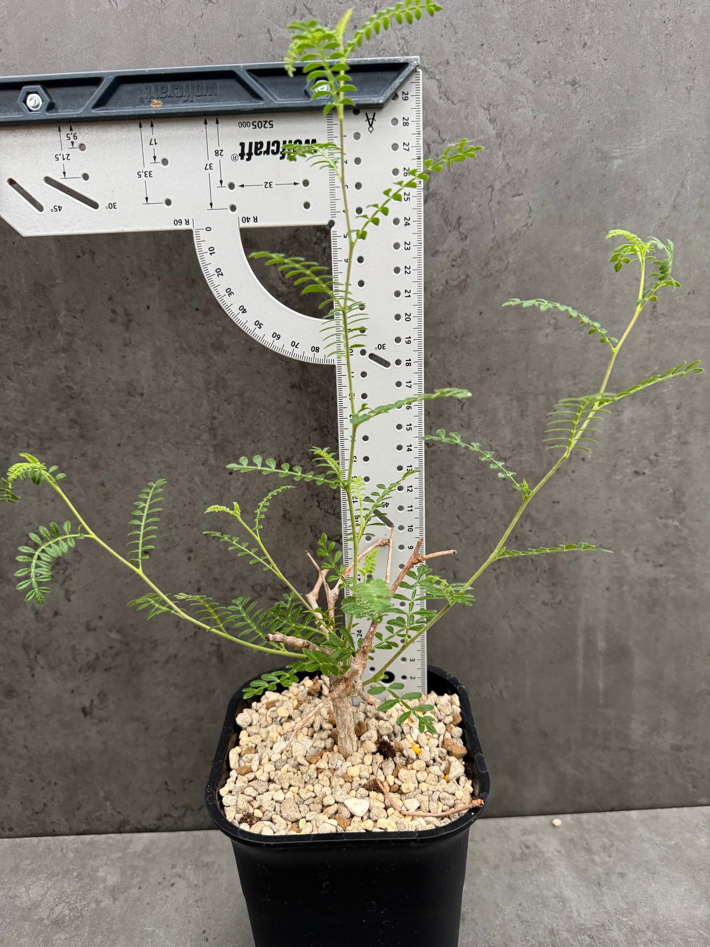 Operculicarya hyphaenoides -Rarität