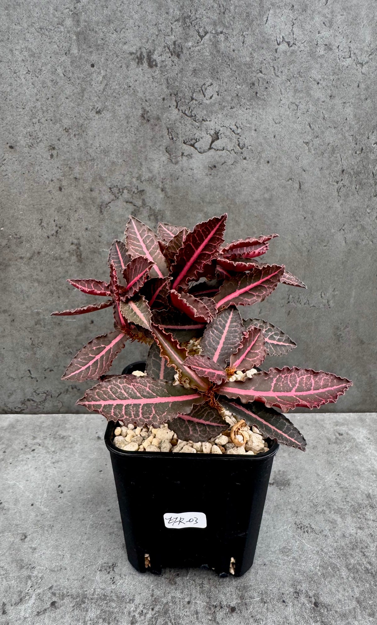 Euphorbia francoisii var. crassicaulis 'Rubrifolia' – robust kultiviert in rein mineralischem Substrat.
